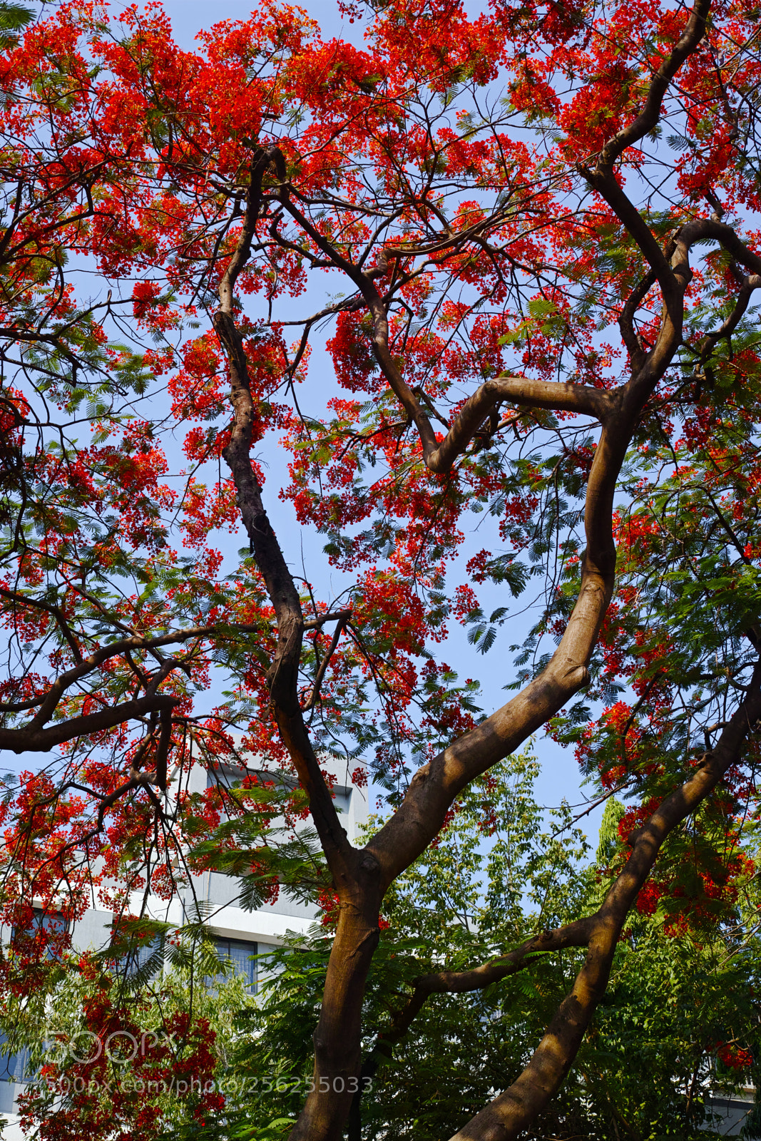Sigma dp2 Quattro sample photo. Flower tree photography