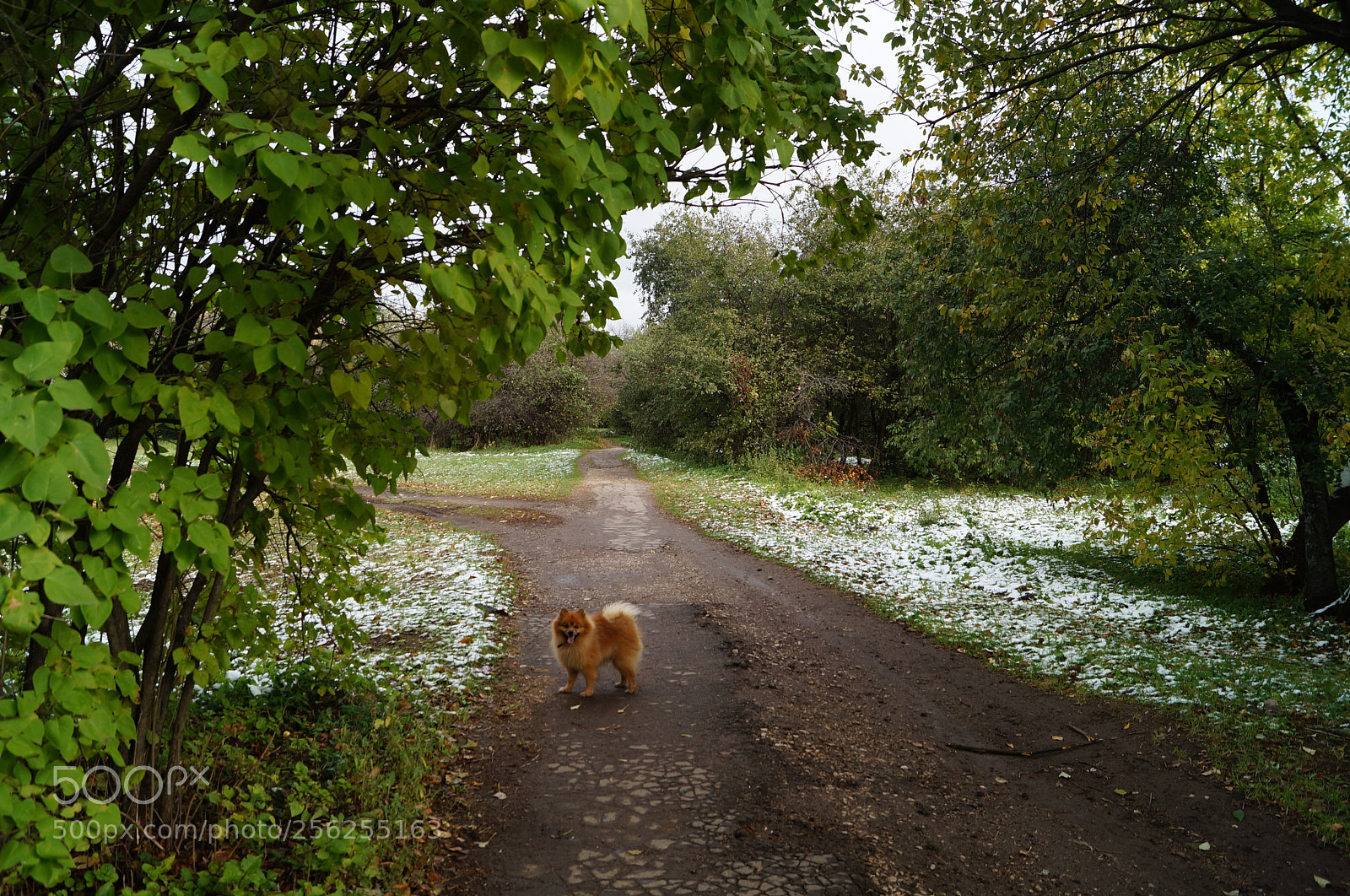 Sony SLT-A57 sample photo. Untitled photography