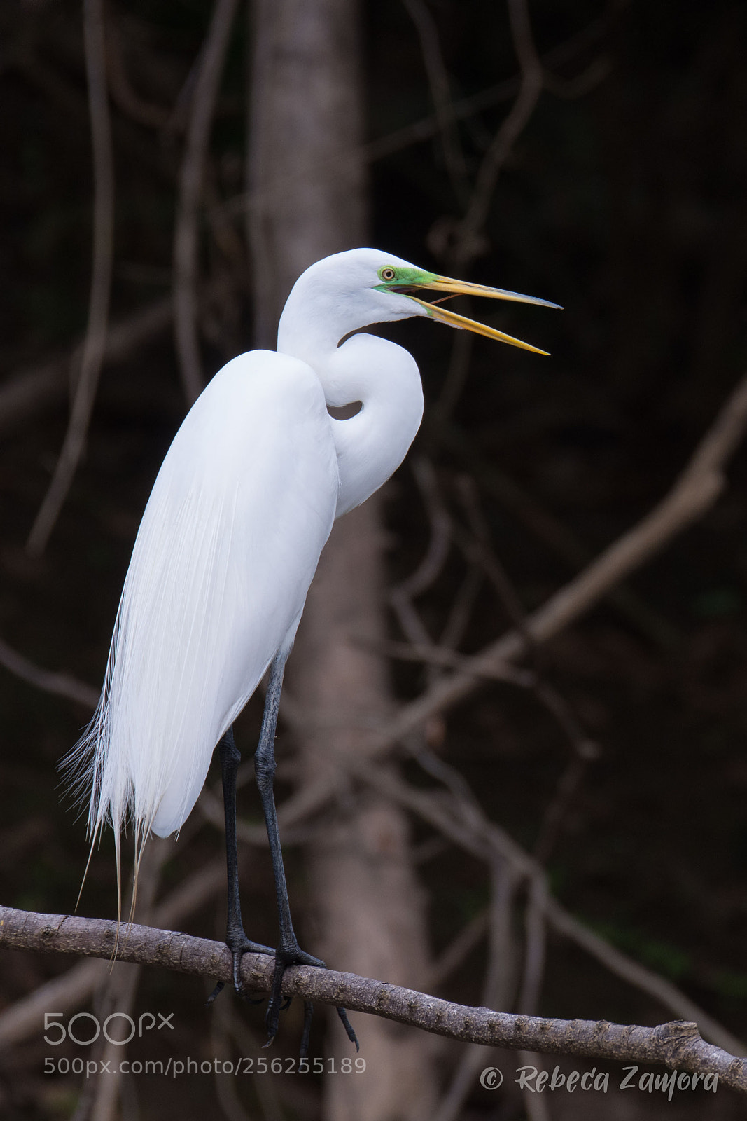 Nikon D7200 sample photo. Great egret at can photography