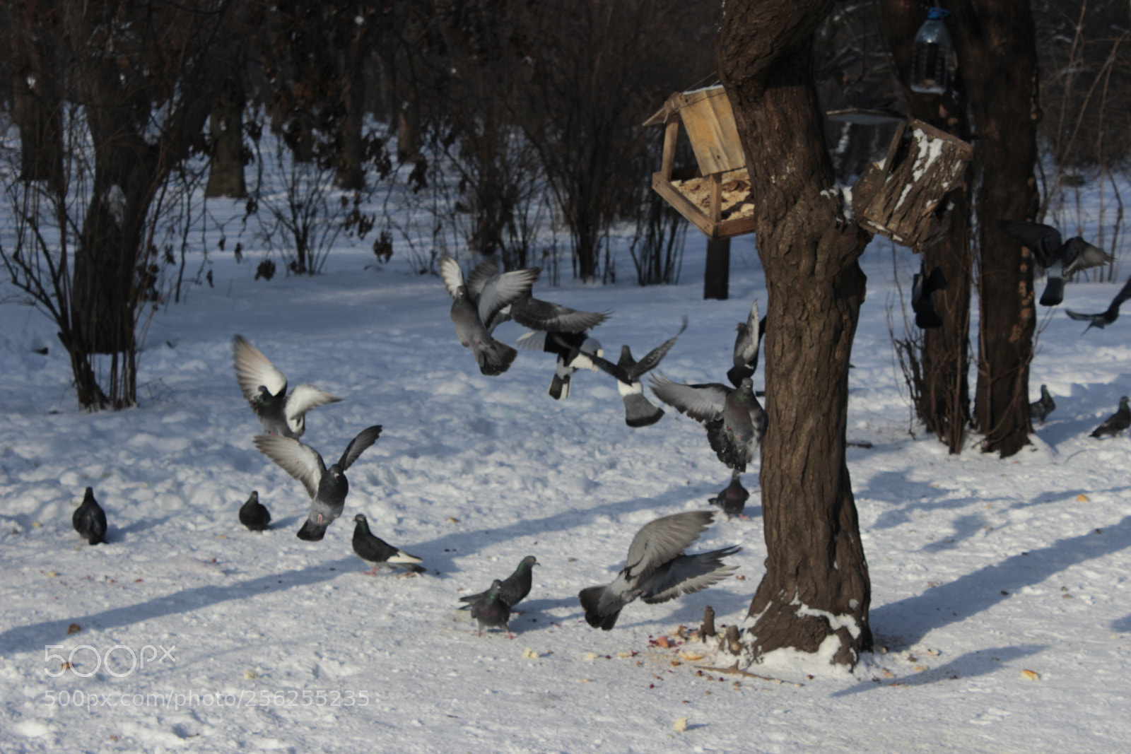Canon EOS 600D (Rebel EOS T3i / EOS Kiss X5) sample photo. I hate this birds photography