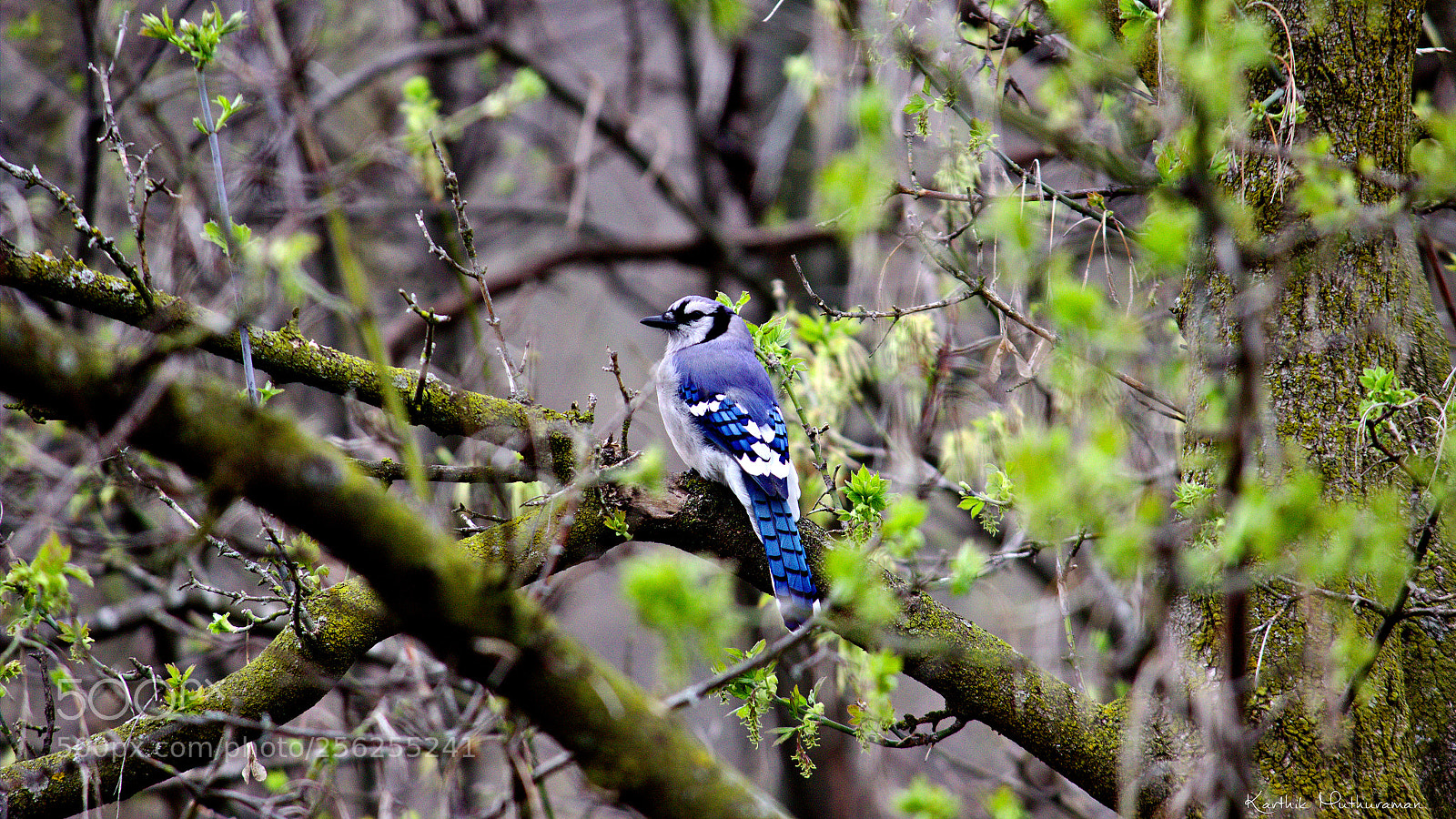 Canon EF-S 55-250mm F4-5.6 IS II sample photo. Blue jay photography