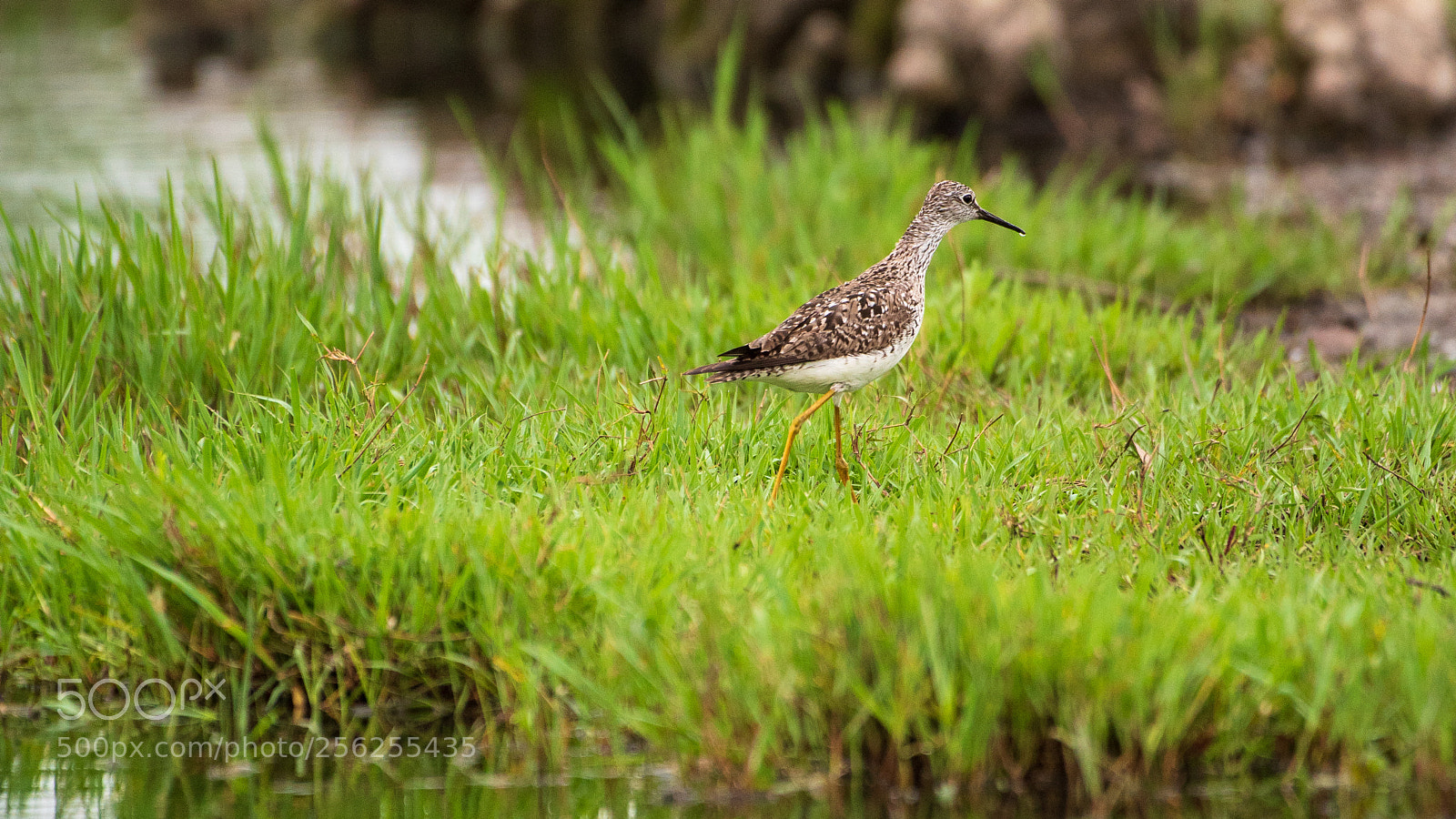 Nikon D750 sample photo. Sandpiper photography