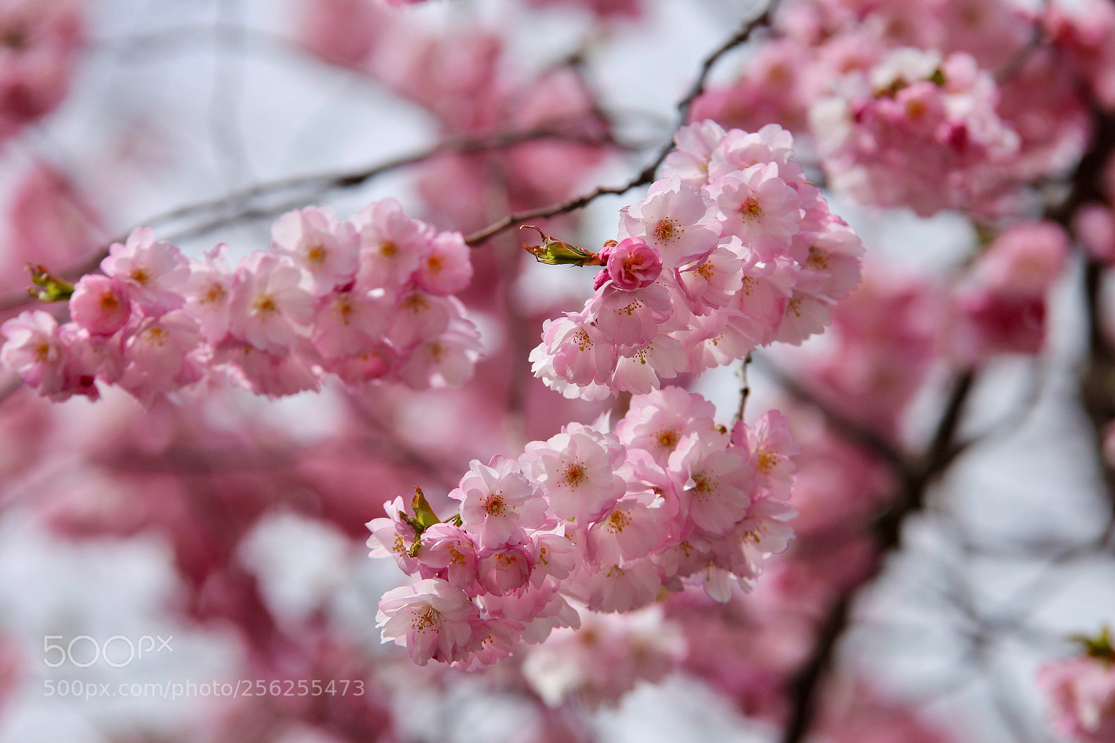 Canon EOS 6D sample photo. The japan cherry tree photography