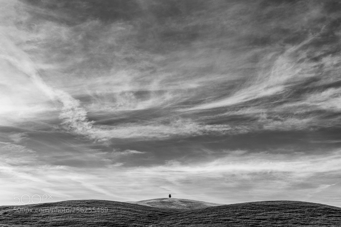 Nikon D850 sample photo. Lonesome pine photography