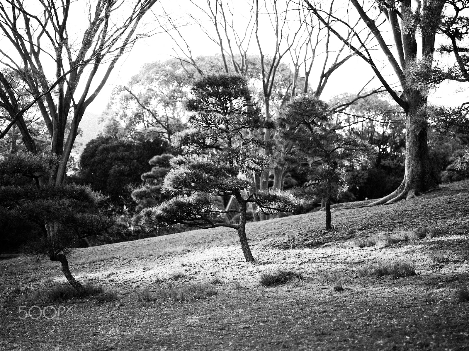 Hasselblad X1D-50c sample photo. Tokyo city photography
