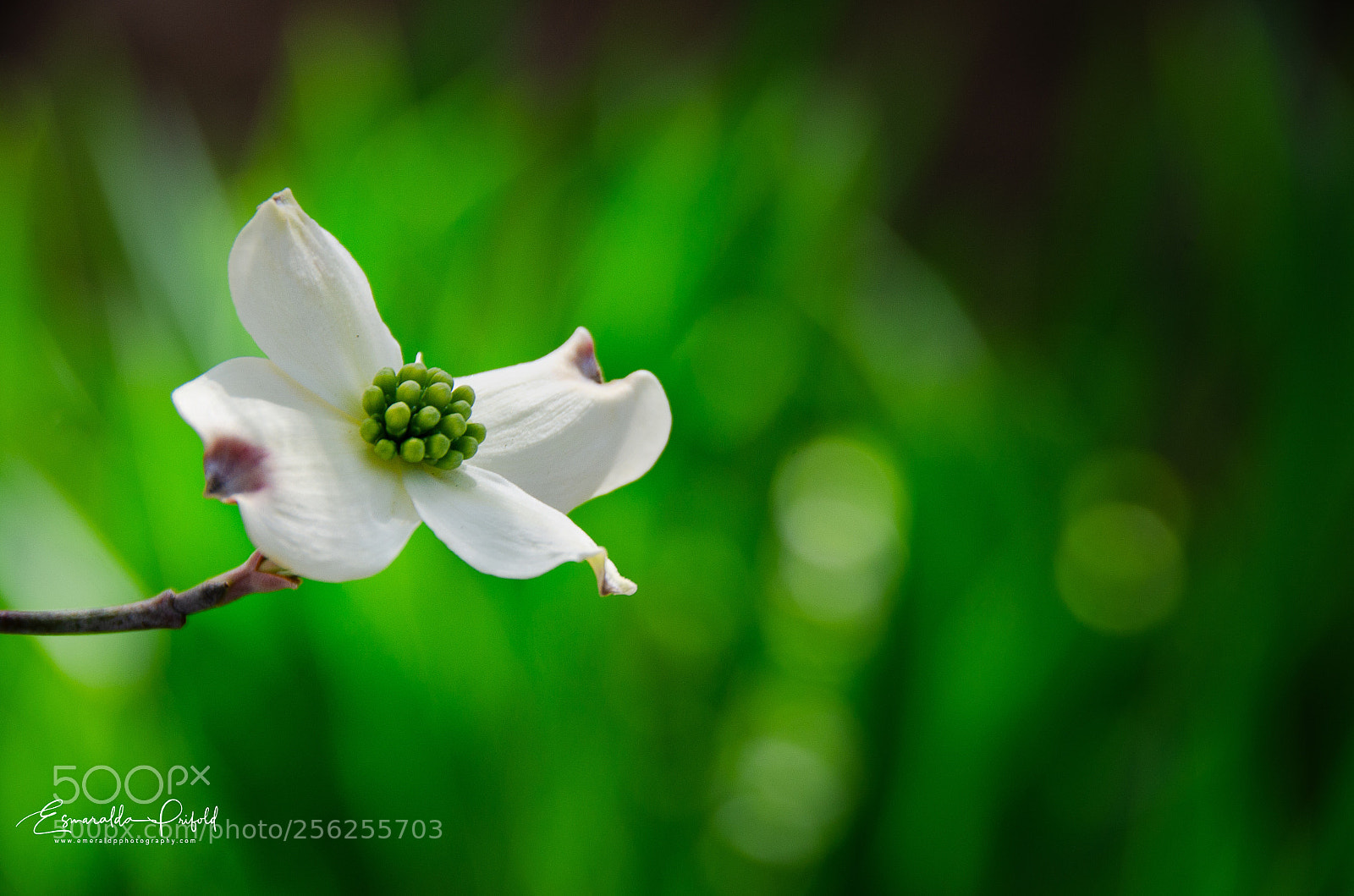 Nikon D7000 sample photo. Dogwood photography