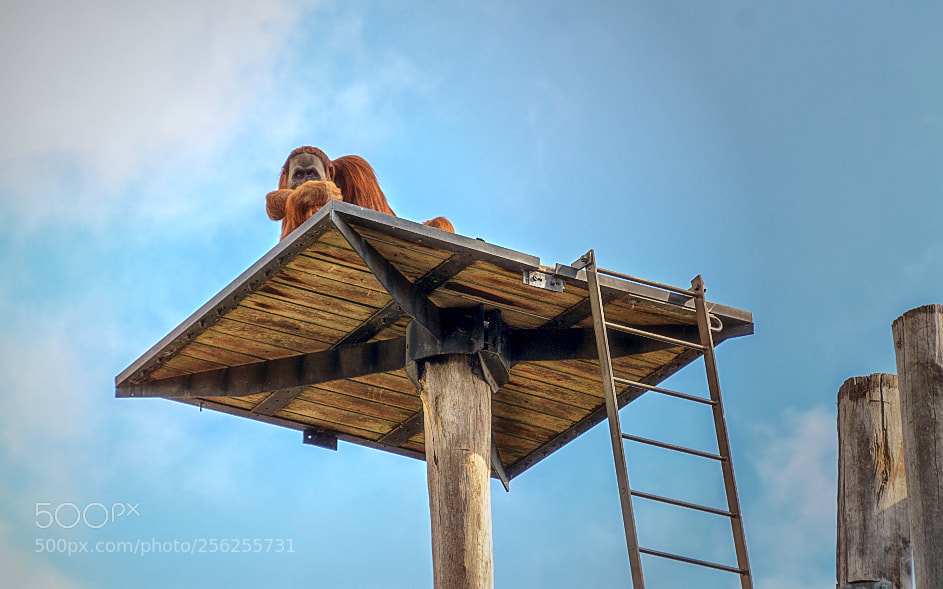 Nikon D7000 sample photo. 180409-005 orangutan melbourne zoo photography