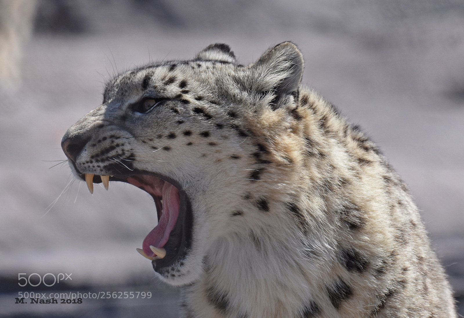 Nikon D7200 sample photo. Snow leopard photography