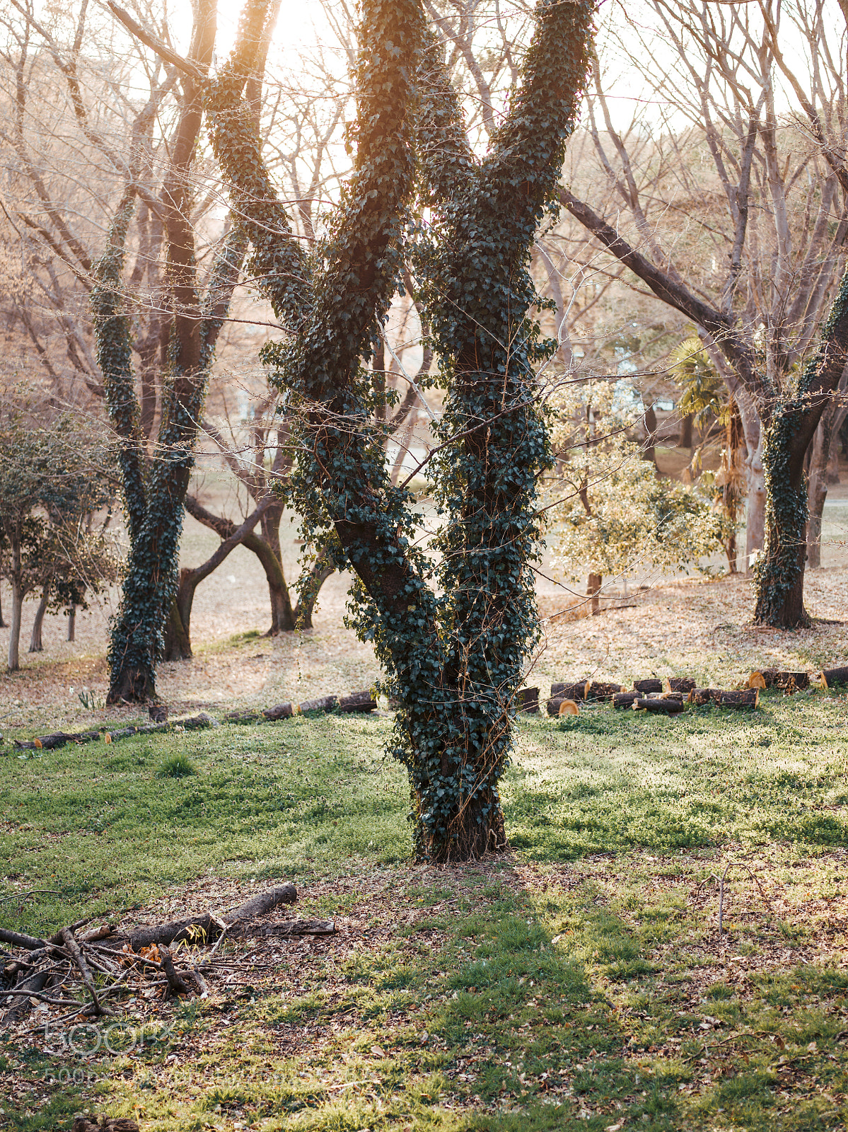 Hasselblad X1D-50c sample photo. Tokyo city photography