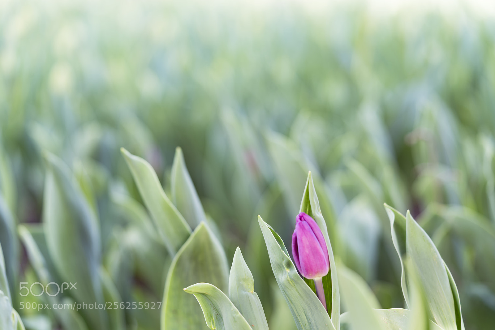 Sony a7R II sample photo. Tulip alone photography