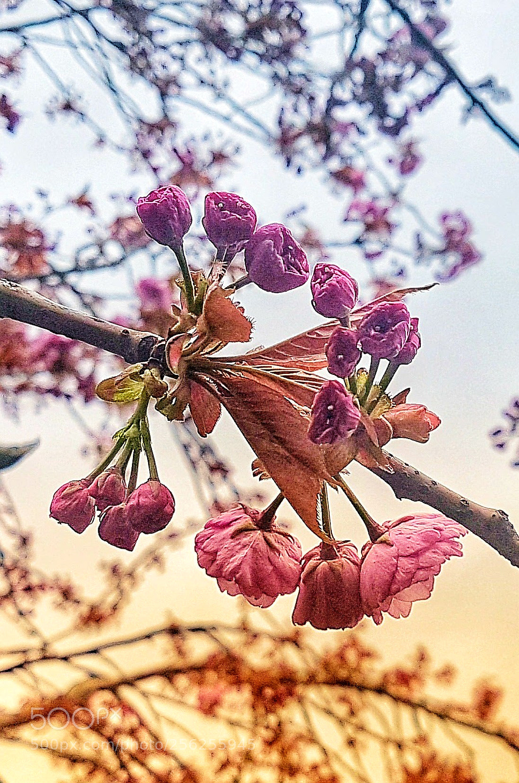 Samsung Galaxy S7 Edge sample photo. From the ground... photography