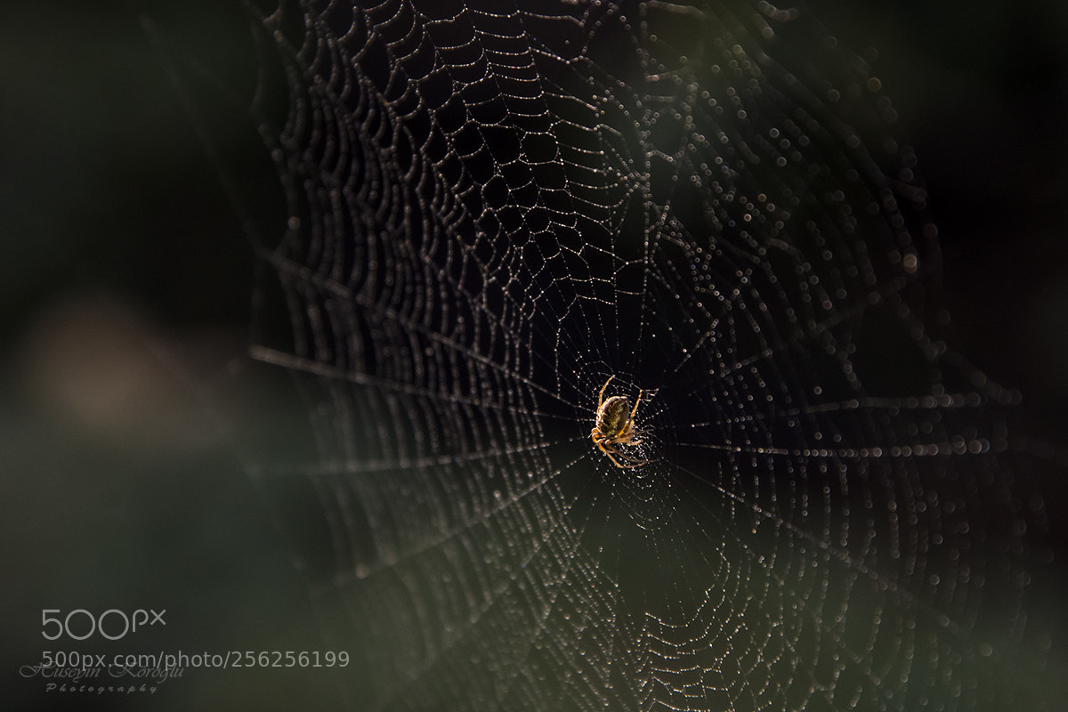 Nikon D7200 sample photo. Spider photography