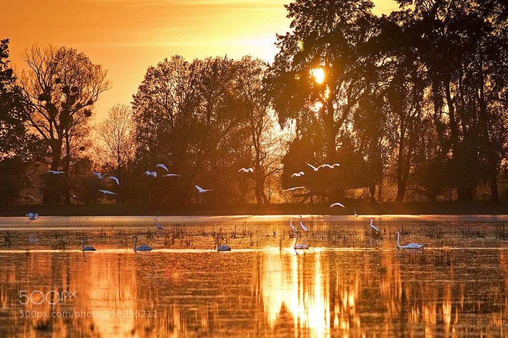 Canon EOS 7D Mark II sample photo. Birds on sunset photography