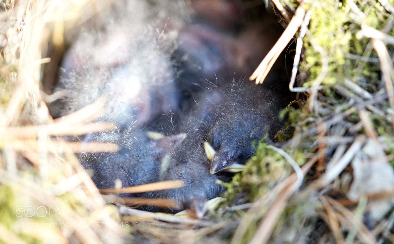 Sony a7R III sample photo. Wrens getting bigger photography