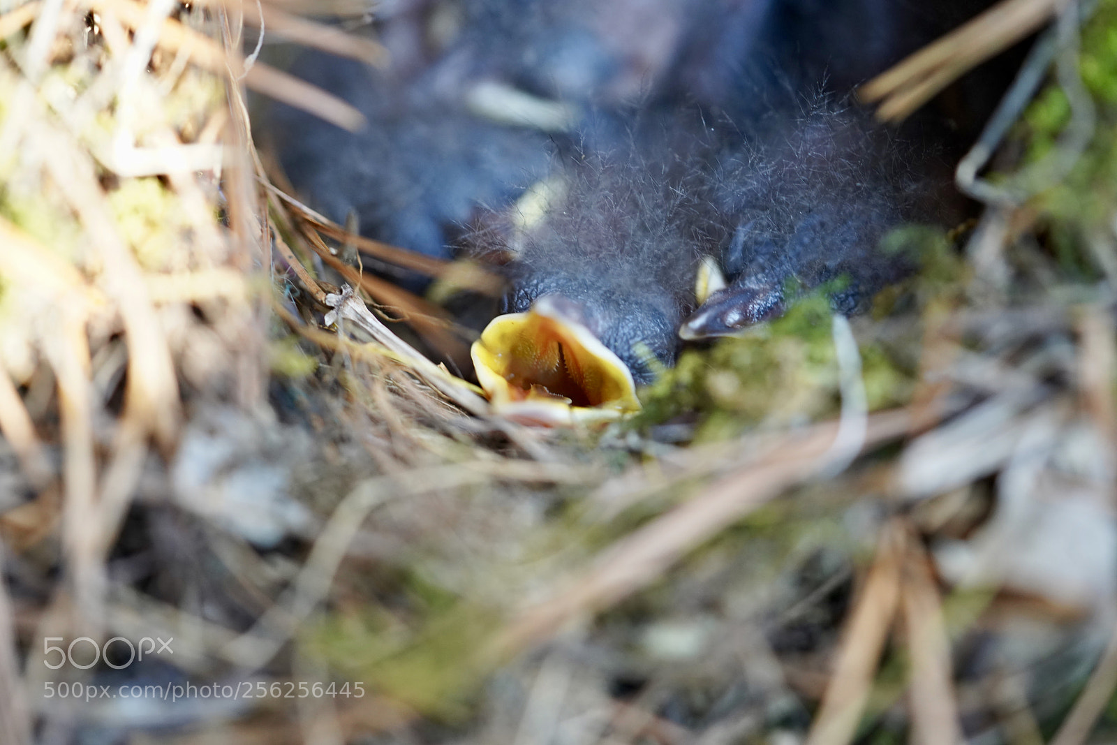 Sony a7R III sample photo. Hungry wren photography