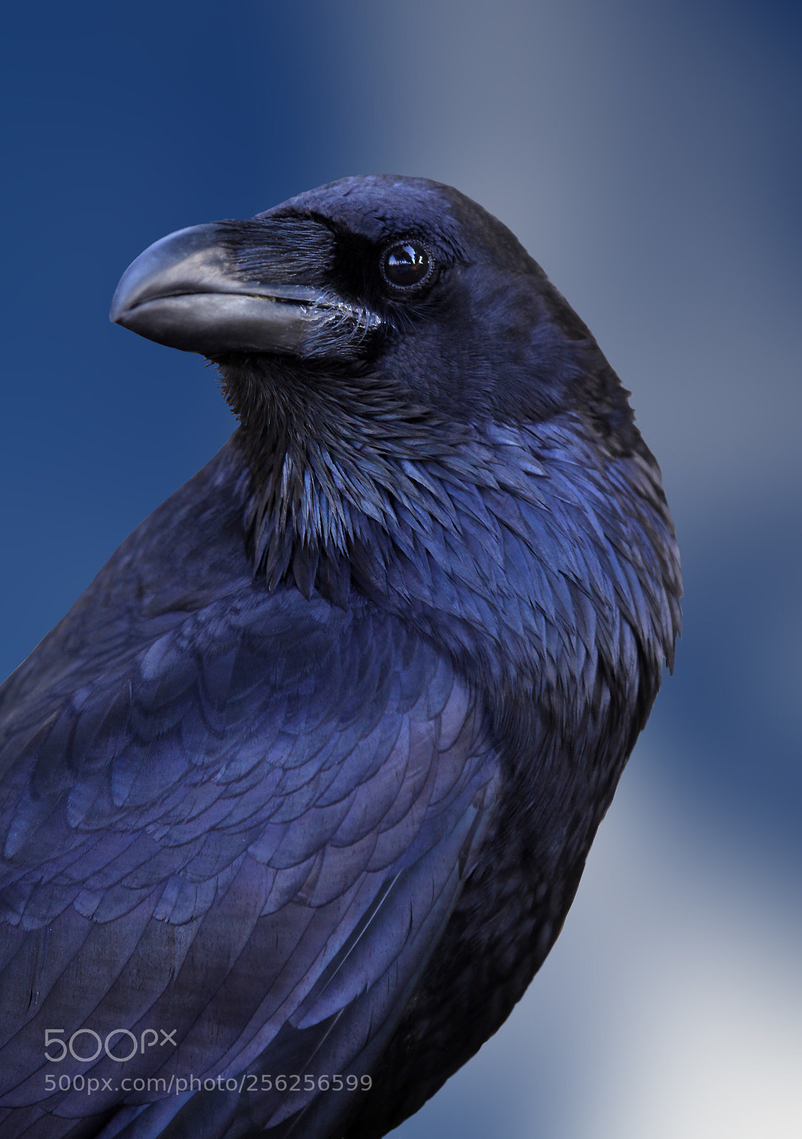 Canon EOS 5D Mark II sample photo. Raven photography