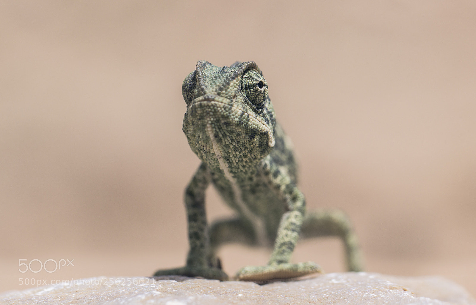 Canon EOS 600D (Rebel EOS T3i / EOS Kiss X5) sample photo. Chameleon photography