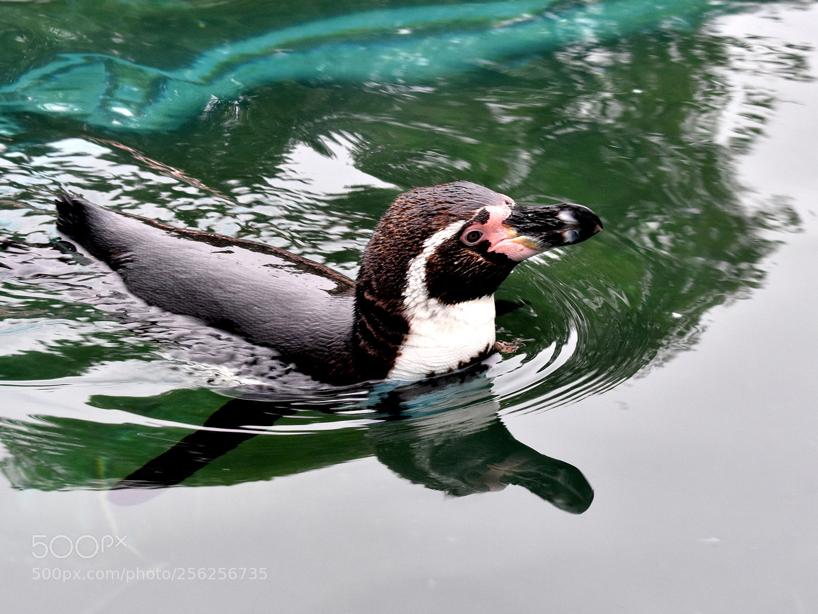 Nikon D3400 sample photo. Penguin at chessington zoo photography
