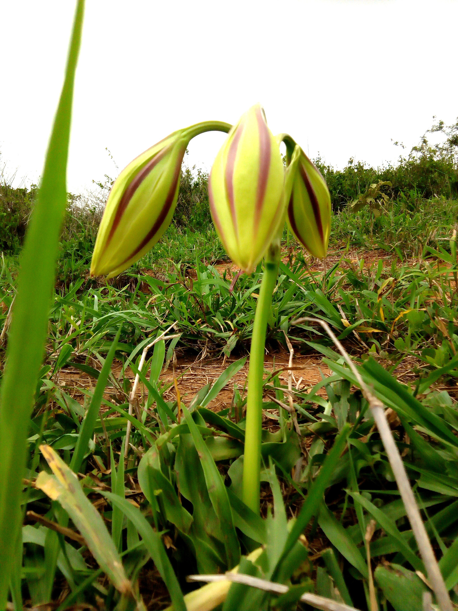Infinix HOT5 Lite sample photo. Germination photography