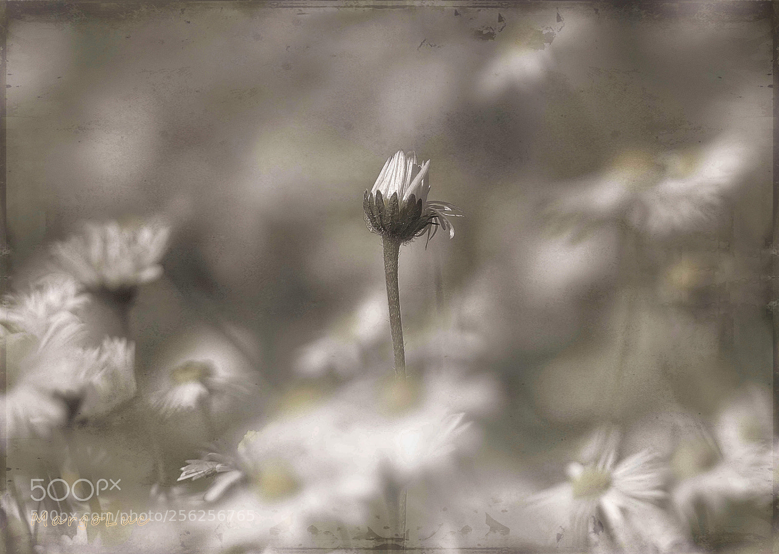 Panasonic Lumix DMC-FZ2500 (Lumix DMC-FZ2000) sample photo. Lonely daisy ... photography