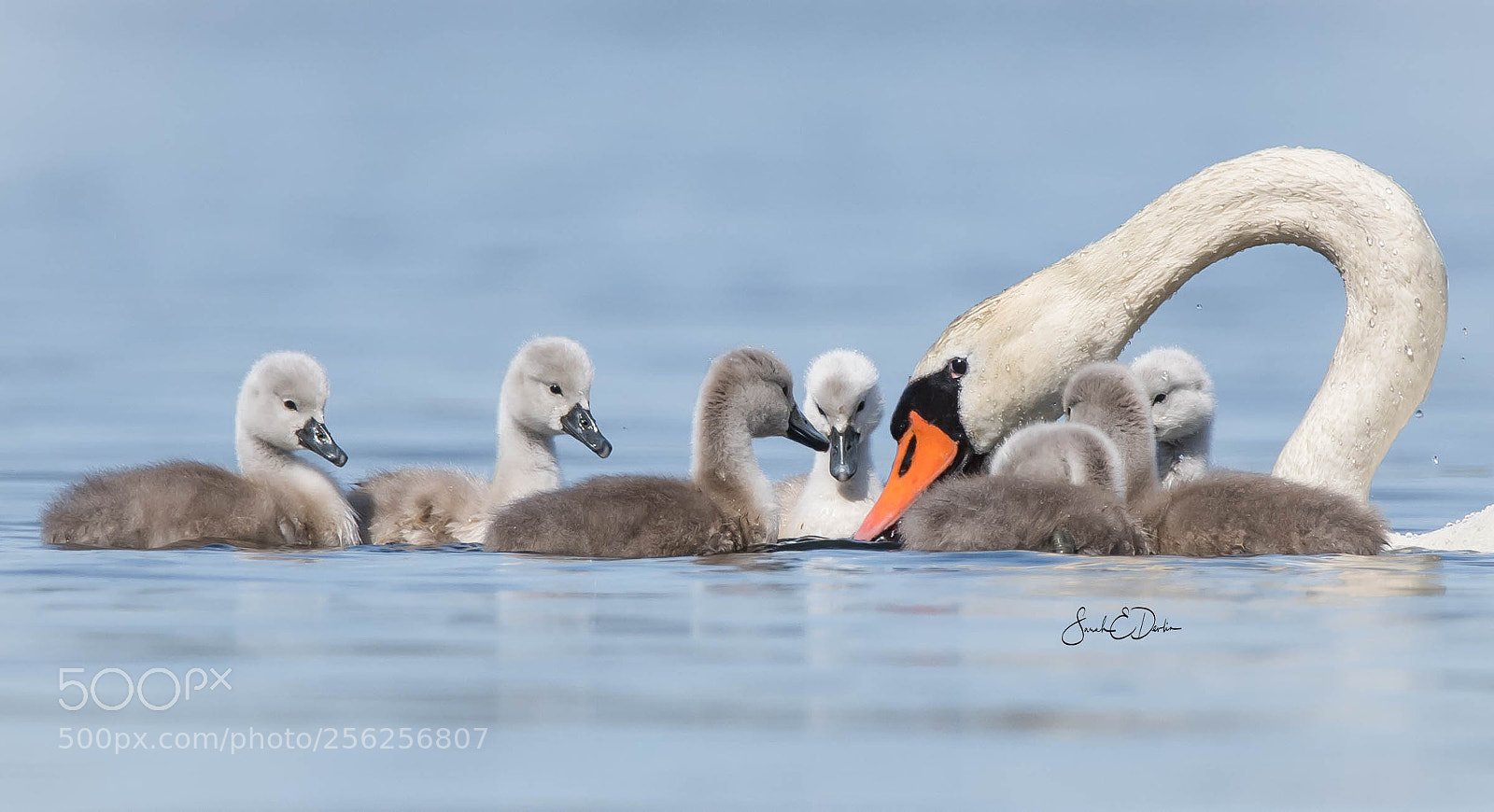 Nikon D500 sample photo. Cygnets with mom photography