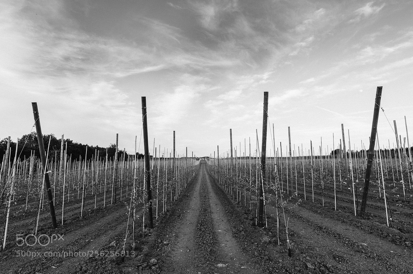 Nikon D700 sample photo. On the fields photography