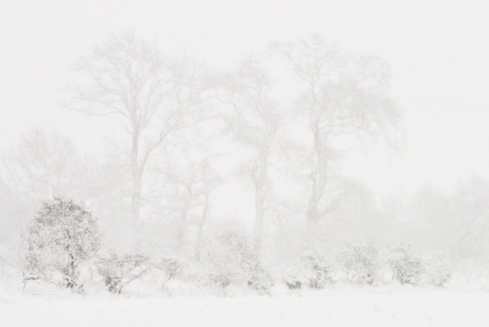 Nikon D200 sample photo. Whiteout #edit copy photography