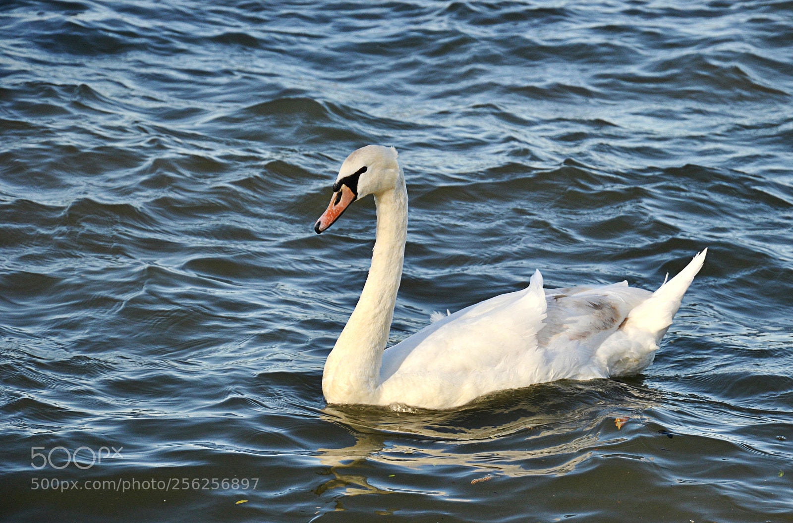 Nikon D3100 sample photo. The ugly duckling? photography