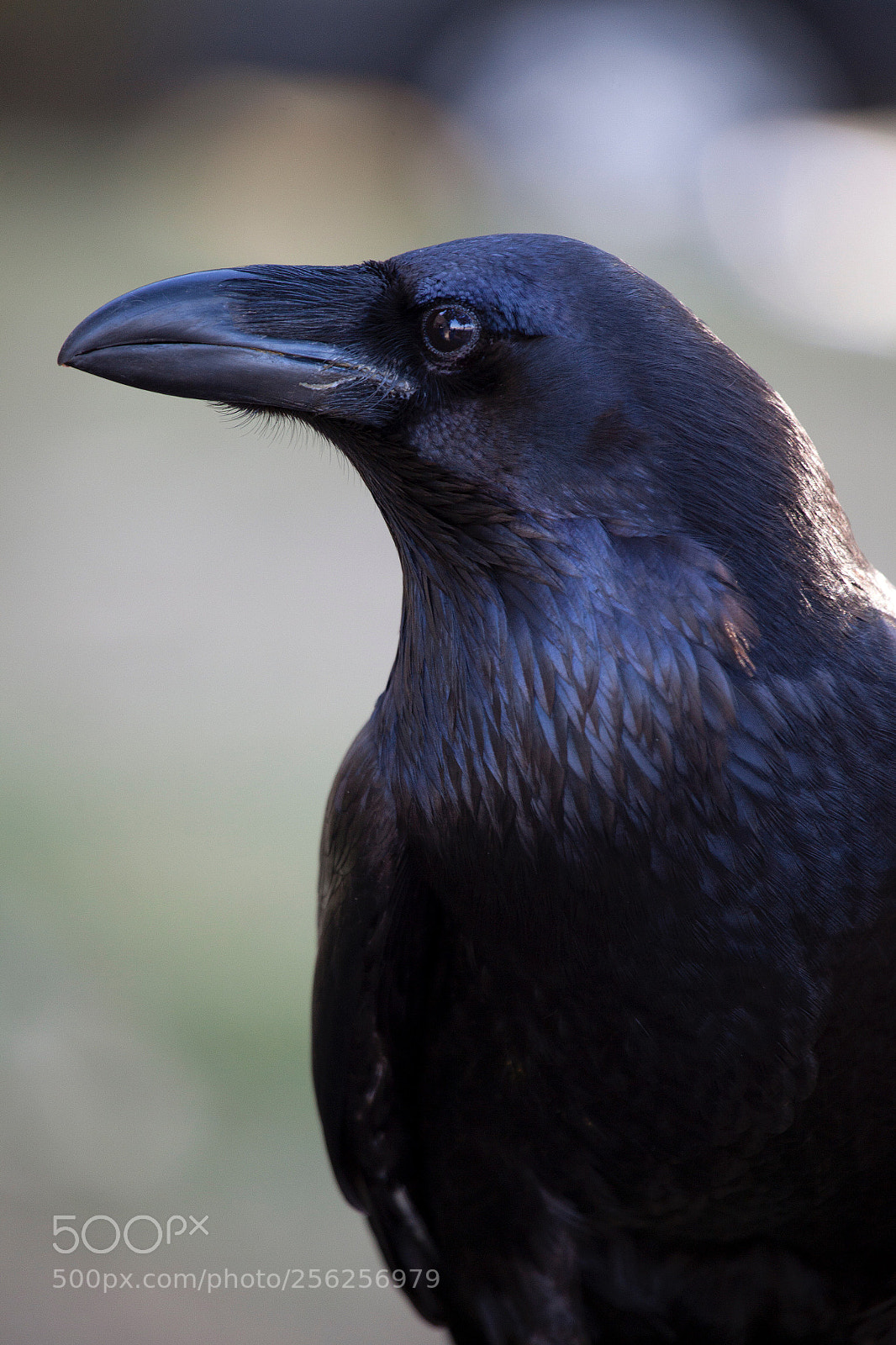 Canon EOS 5D Mark II sample photo. Raven portrait photography