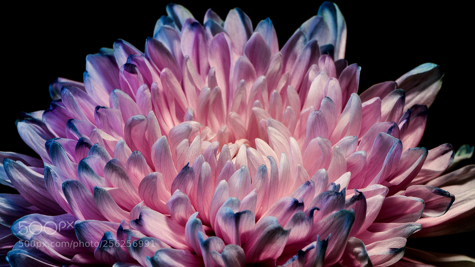 Nikon D750 sample photo. Chrysanthemum photography
