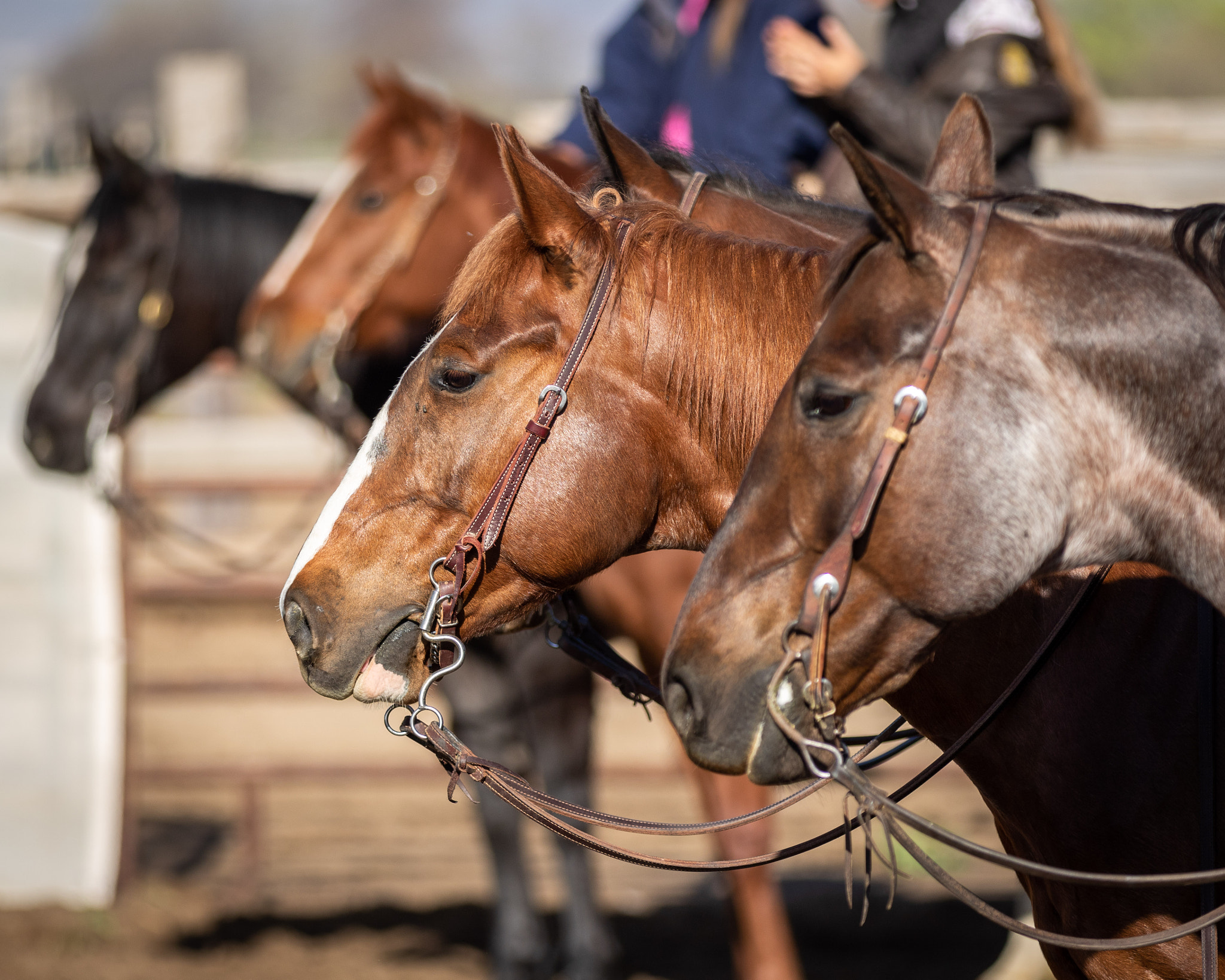 cutting-horses-waiting-to-compete-by-photogapic-500px