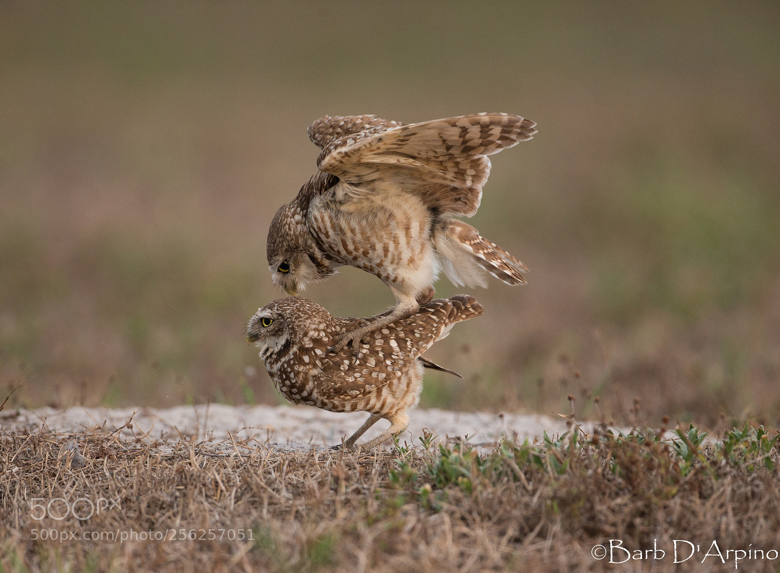 Canon EOS-1D X sample photo. How to make a photography
