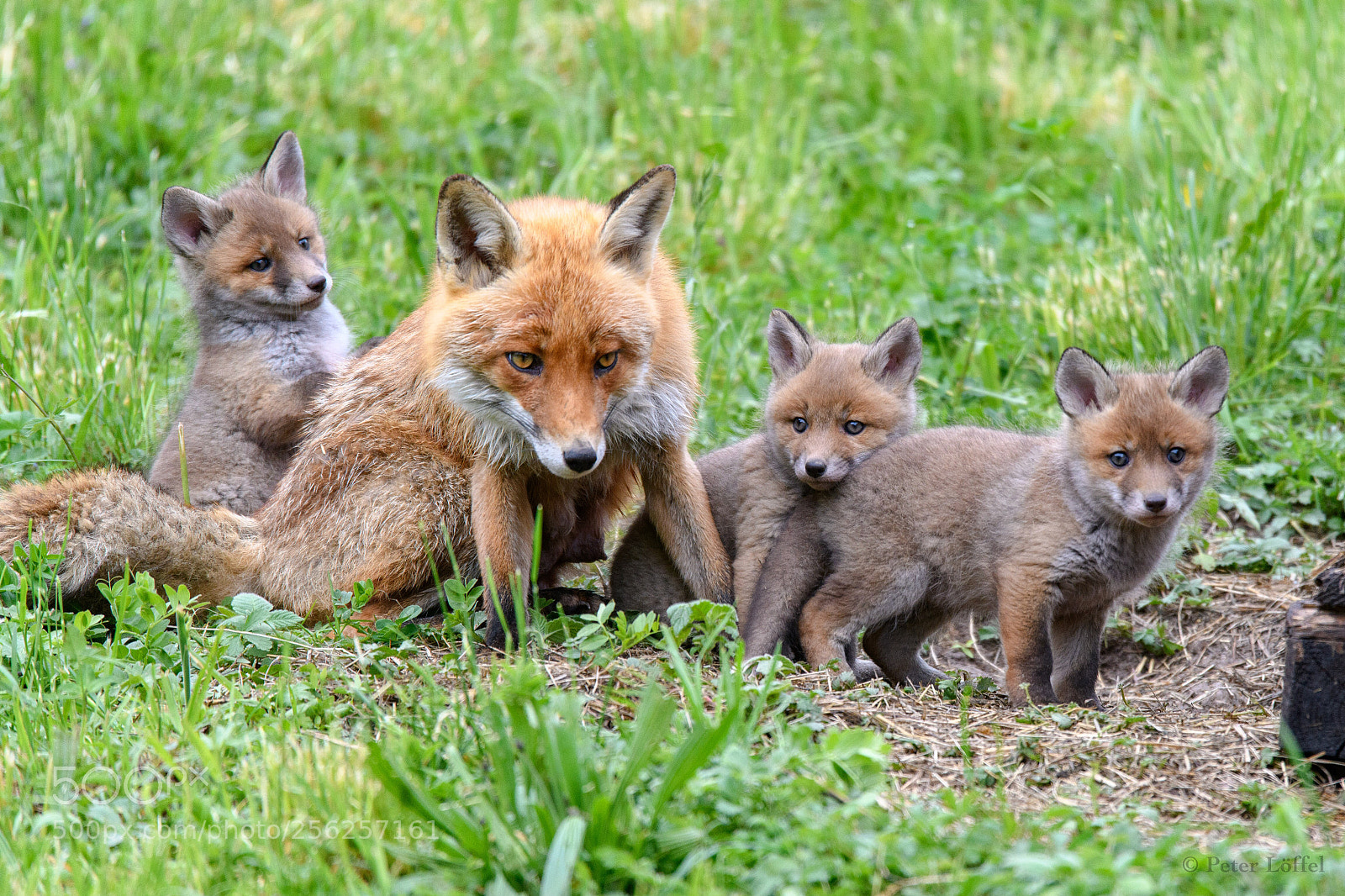 Nikon D850 sample photo. Fox photography