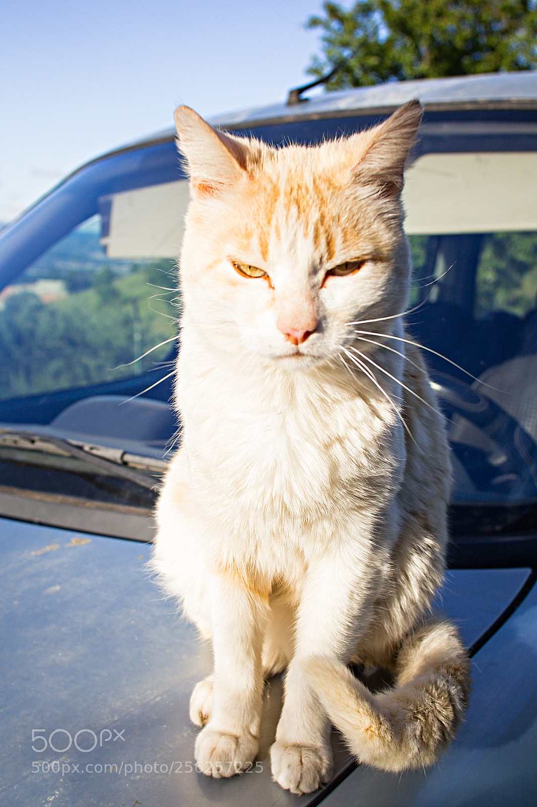 Canon EOS 600D (Rebel EOS T3i / EOS Kiss X5) sample photo. Gangsta cat photography