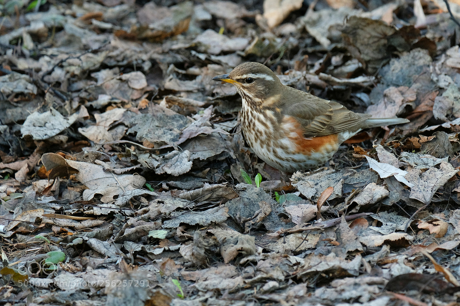 Fujifilm X-T2 sample photo. Thrush photography