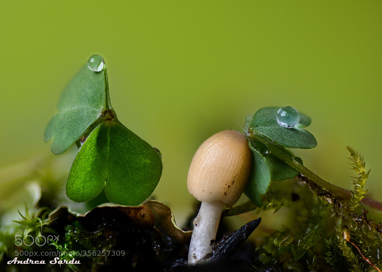 Nikon D7100 sample photo. Magic micro worlds photography
