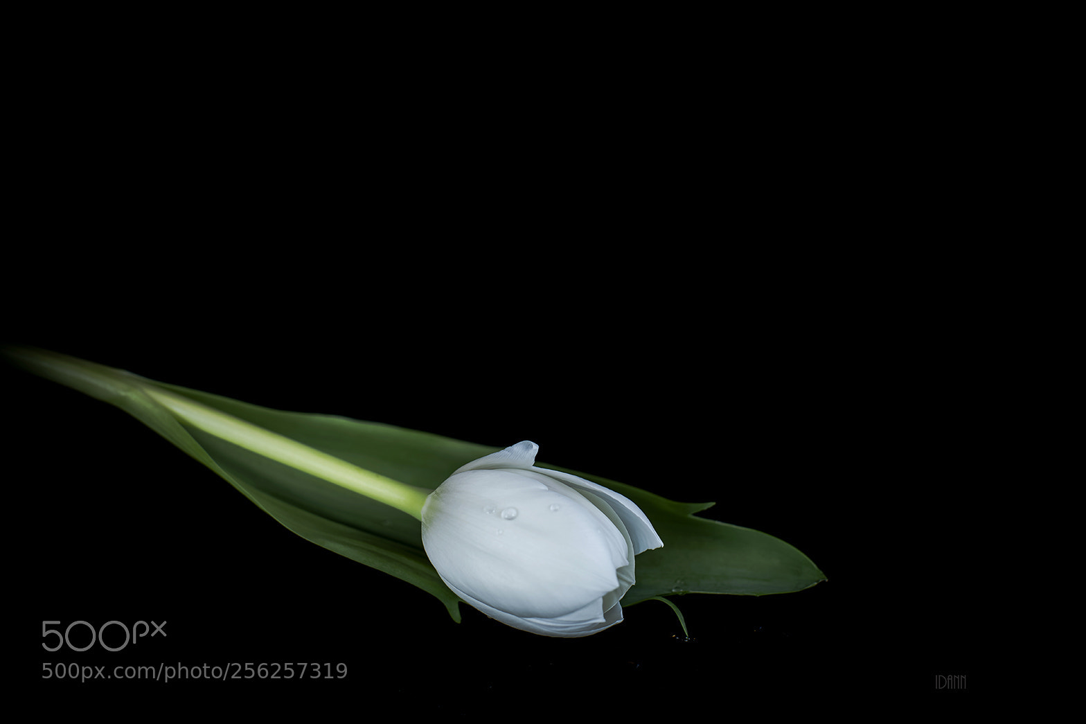 Canon EOS 5D Mark IV sample photo. Tuliips photography
