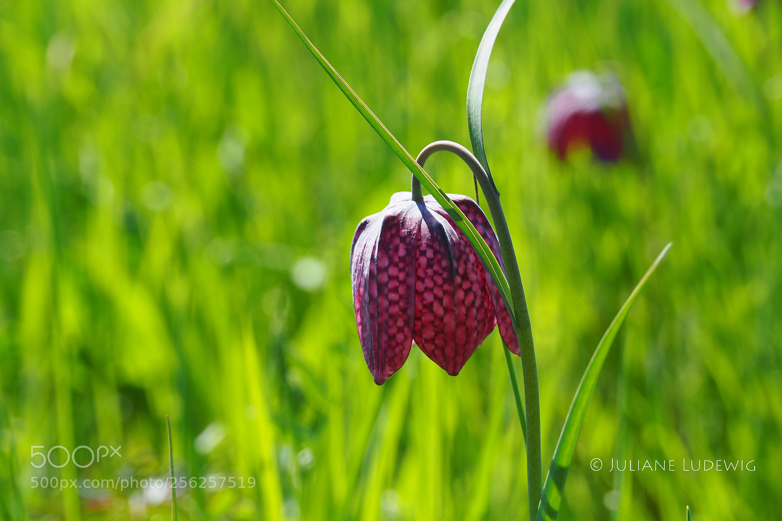 Olympus OM-D E-M10 II sample photo. Schachbrettblume photography