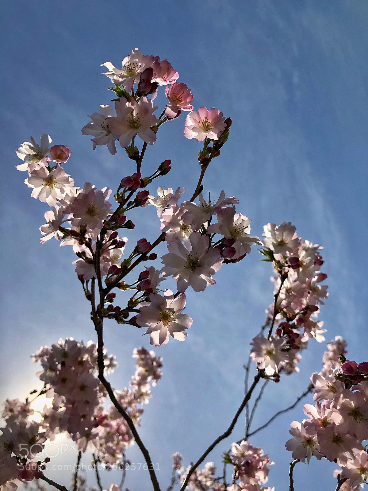 Apple iPhone 8 Plus sample photo. May flowers  photography