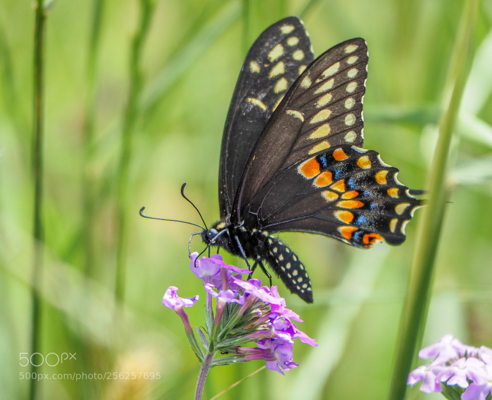 Olympus OM-D E-M1 Mark II sample photo. Butterfly photography