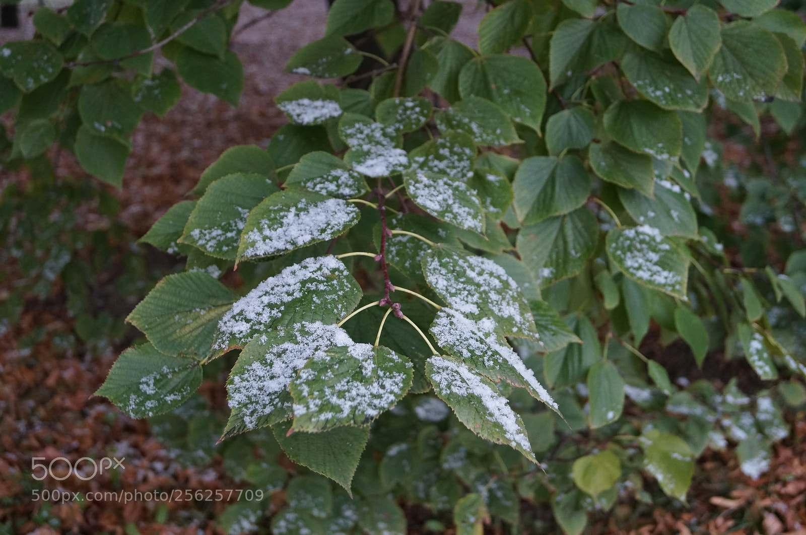 Sony SLT-A57 sample photo. Untitled photography