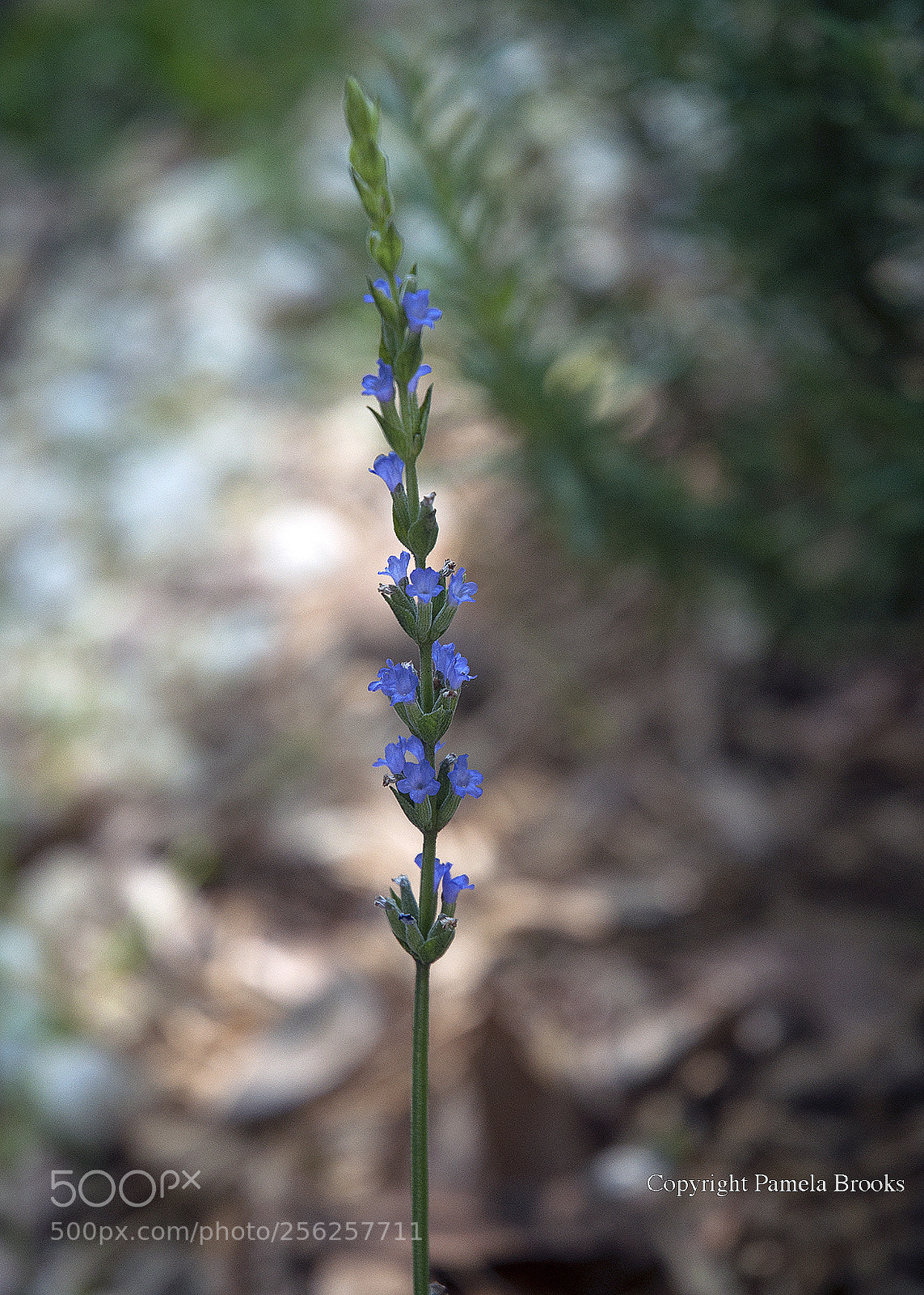 Nikon D90 sample photo. Lavender photography