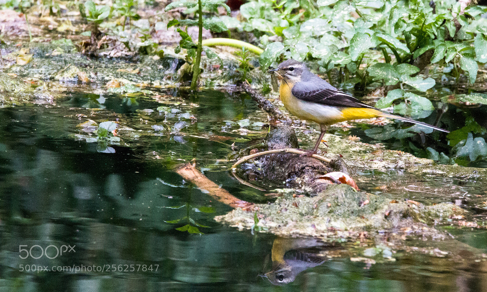 Canon EOS 70D sample photo. Grey wagtail photography