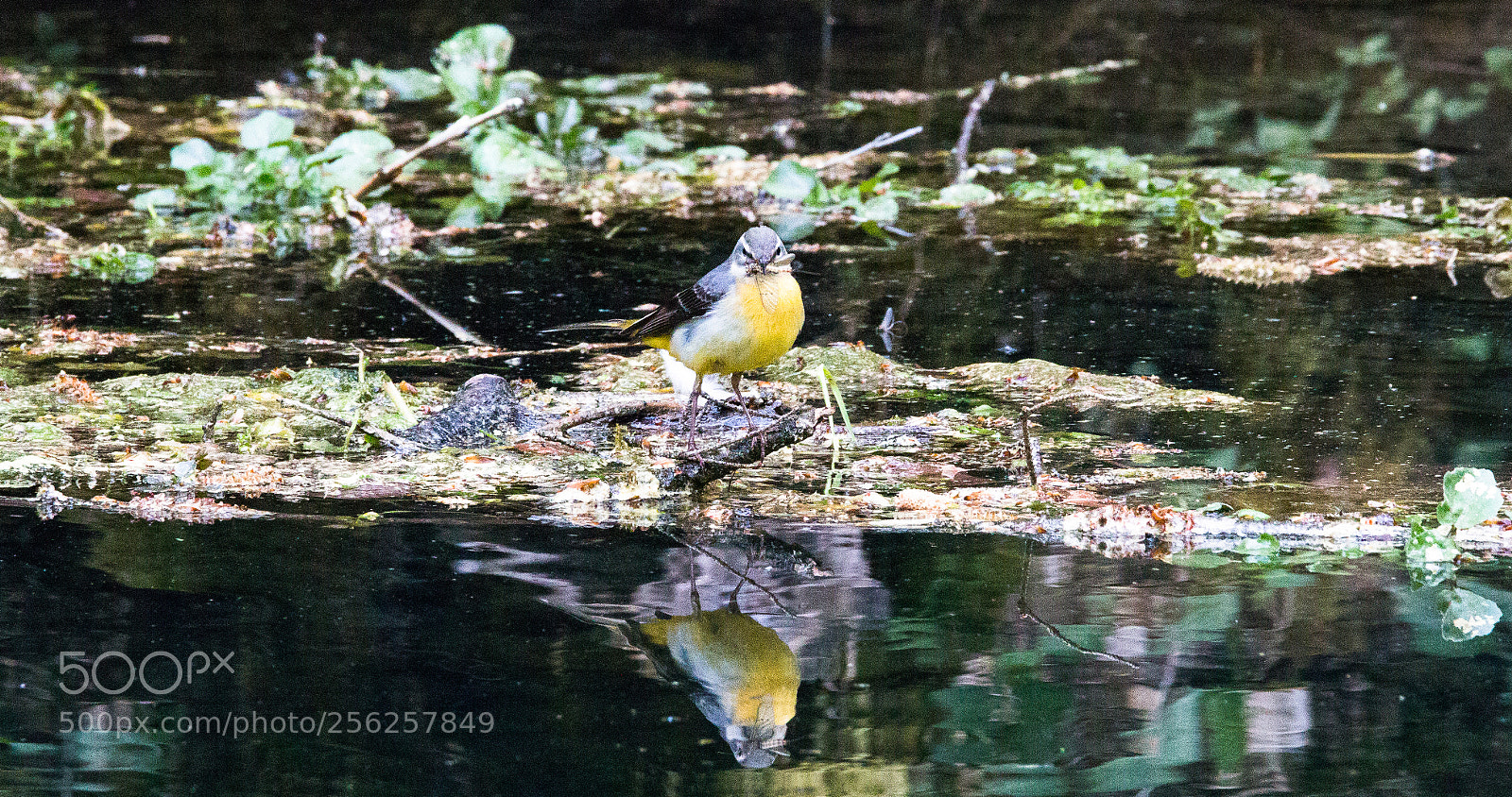 Canon EOS 70D sample photo. Grey wagtail photography