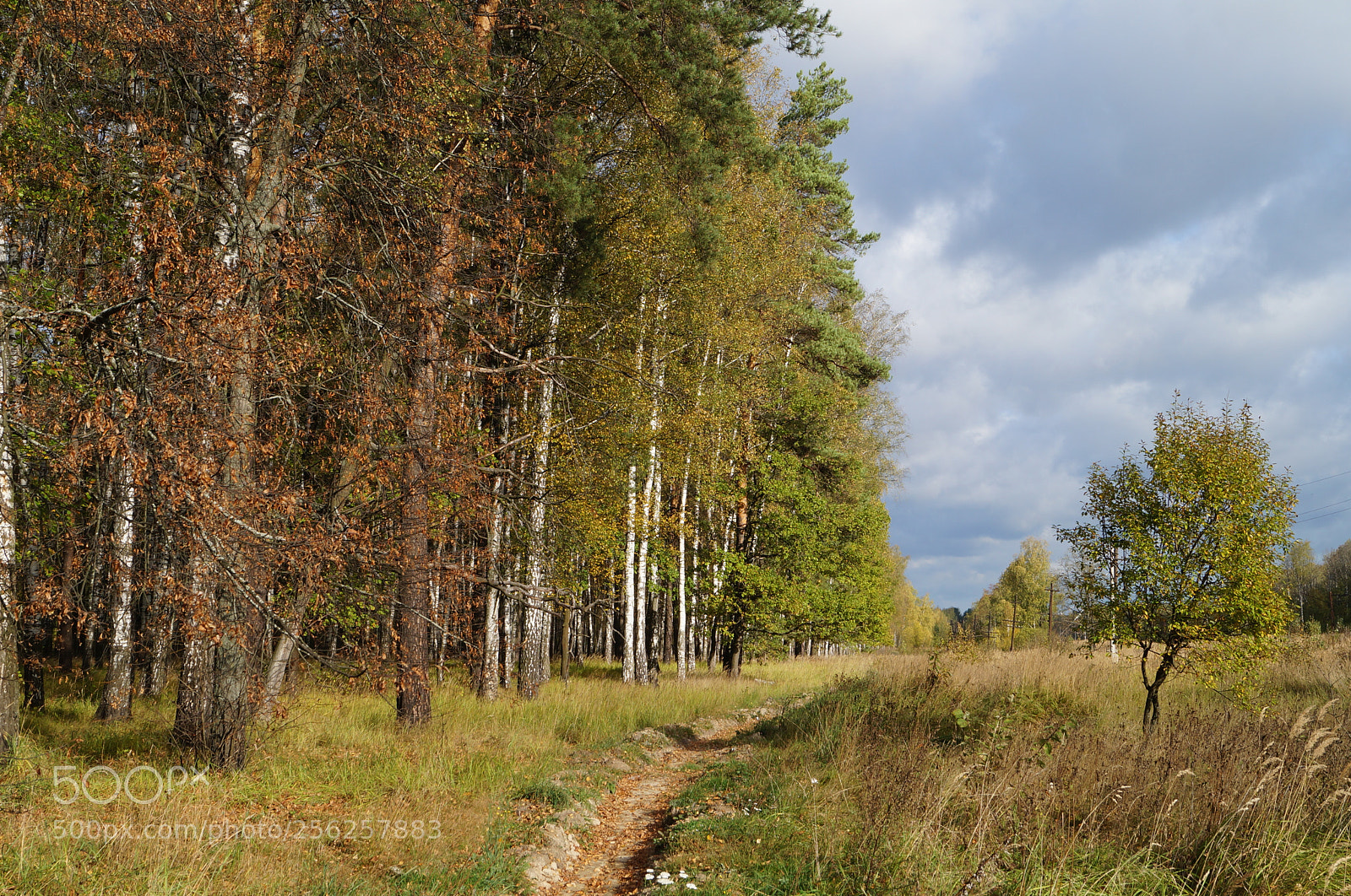 Sony SLT-A57 sample photo. Untitled photography