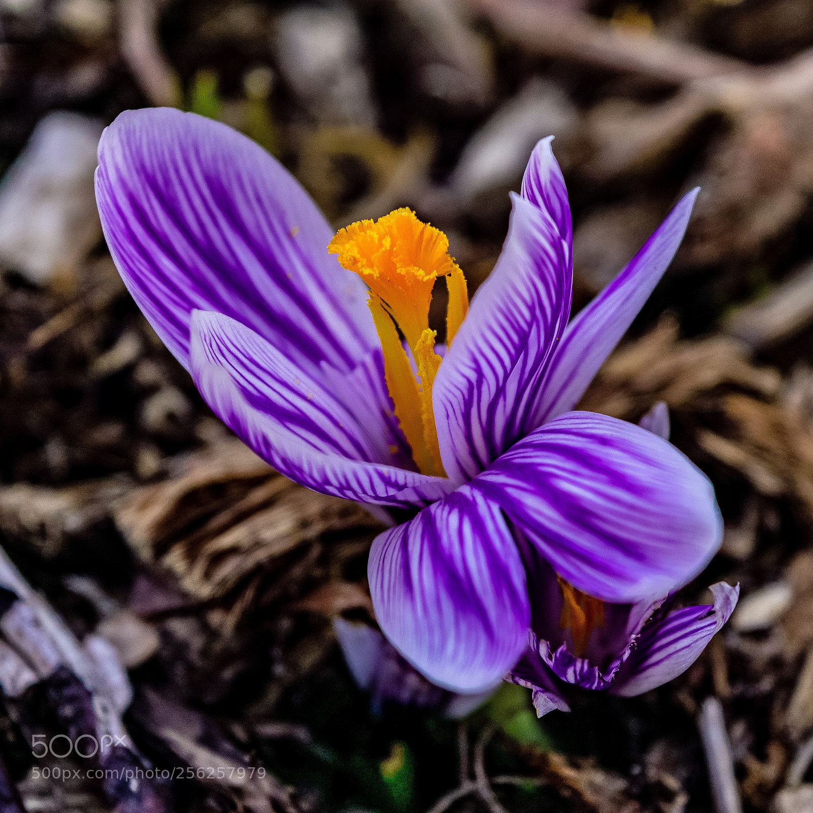 Nikon D3300 sample photo. D photography