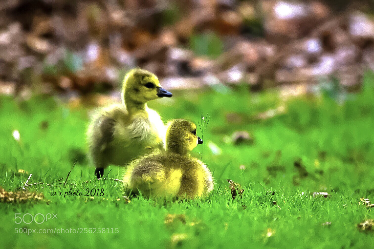 Canon EOS 7D Mark II sample photo. Little canada goose photography