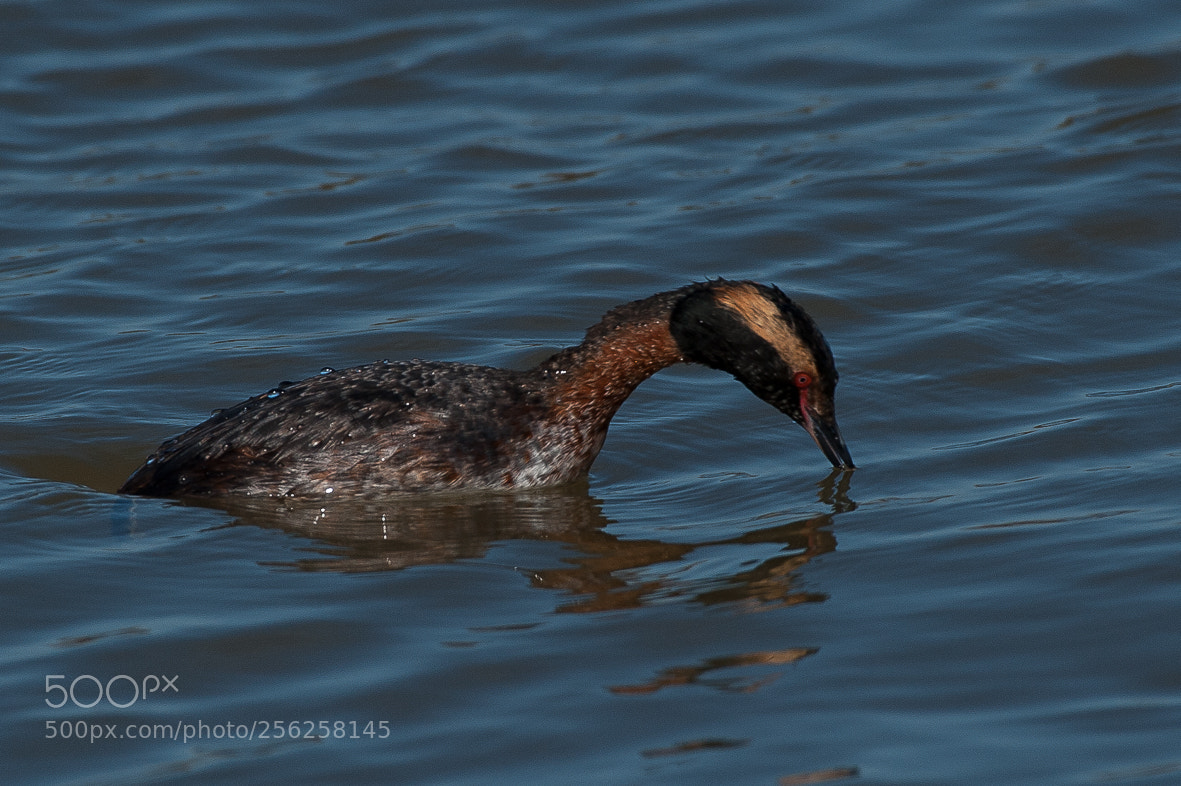 Nikon D700 sample photo. Horned grebe diving photography