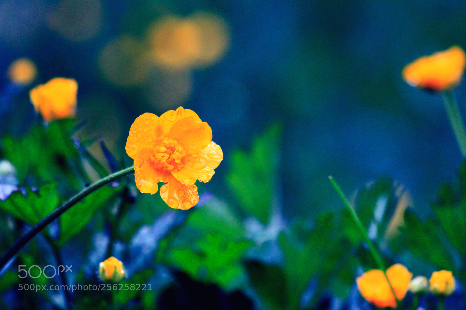 Canon EOS 60D sample photo. Untitled photography