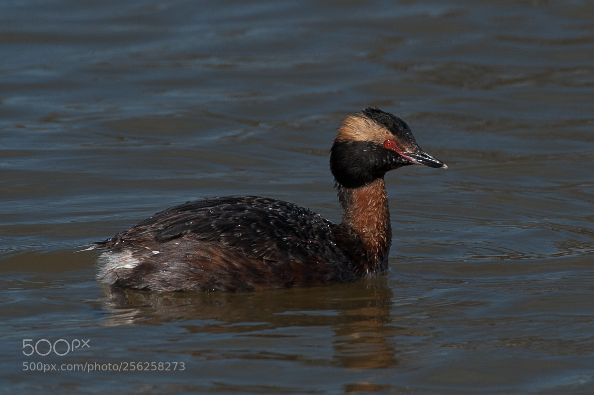 Nikon D700 sample photo. Horned grebe photography